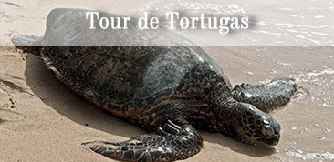 Haz click aquí para leer más sobre el Tour de Tortugas